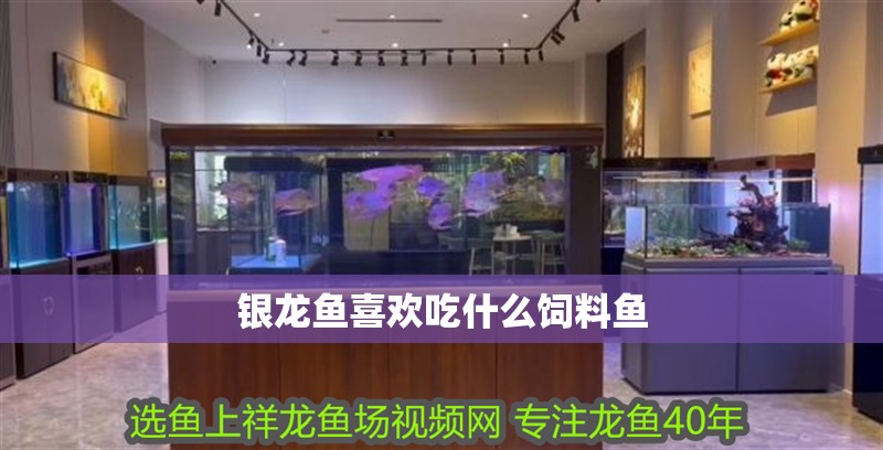 魚缸過濾器選購指南:自制魚缸過濾器魚缸上置過濾器對于養魚愛好者的必備知識 銀龍魚喜歡吃什么飼料魚 龍魚百科 銀龍魚喜歡吃什么飼料魚 銀龍魚喜歡吃什么飼料魚 龍魚百科