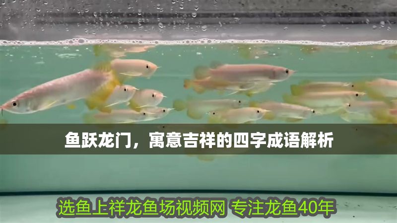 魚躍龍門，寓意吉祥的四字成語解析 魚躍龍門，寓意吉祥的四字成語解析 龍魚百科 第1張