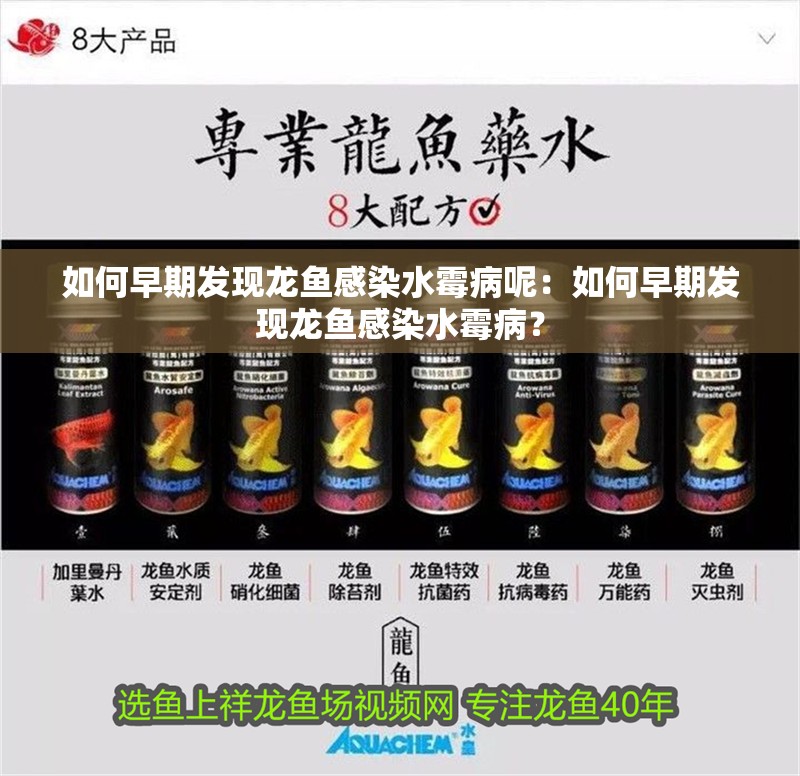 如何早期發現龍魚感染水霉病呢：如何早期發現龍魚感染水霉病？