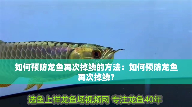 如何預防龍魚再次掉鱗的方法：如何預防龍魚再次掉鱗？