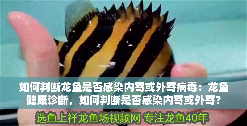 如何判斷龍魚是否感染內寄或外寄病毒：龍魚健康診斷，如何判斷是否感染內寄或外寄？