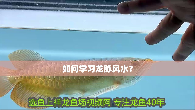 如何學習龍脈風水？ 如何學習龍脈風水？ 龍魚百科