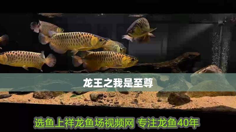 龍王之我是至尊