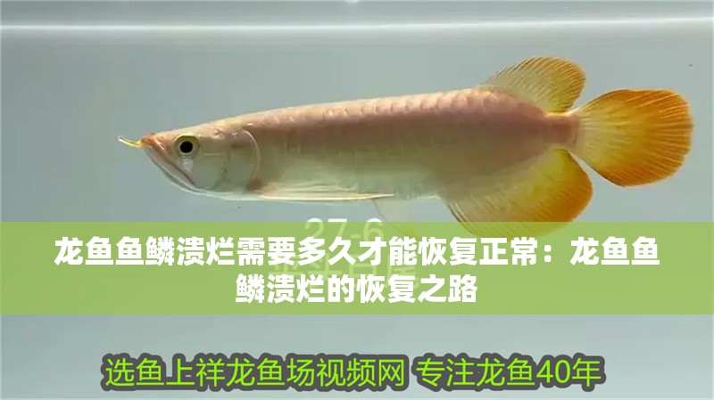 龍魚魚鱗潰爛需要多久才能恢復正常：龍魚魚鱗潰爛的恢復之路
