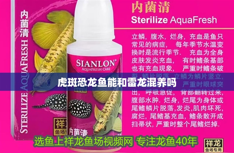 虎斑恐龍魚能和雷龍混養(yǎng)嗎