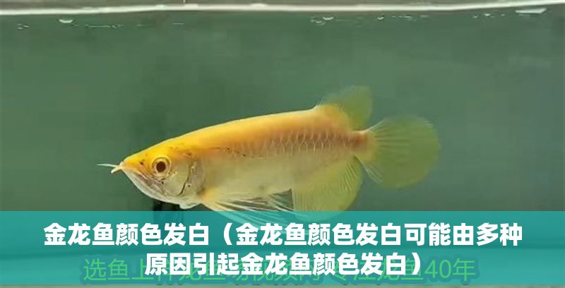 金龍魚顏色發白（金龍魚顏色發白可能由多種原因引起金龍魚顏色發白）
