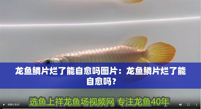 龍魚(yú)鱗片爛了能自愈嗎圖片：龍魚(yú)鱗片爛了能自愈嗎？
