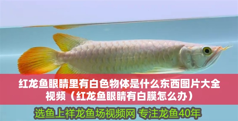 龍魚檢疫是什么意思