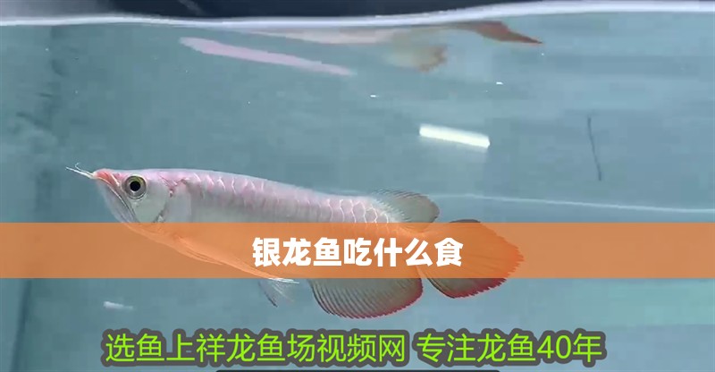 銀龍魚(yú)吃什么食