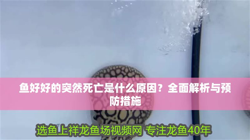 魚好好的突然死亡是什么原因？全面解析與預(yù)防措施