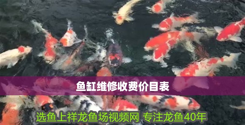 龍魚混養(yǎng)泰國鯽 貼吧，泰國鯽魚與龍魚混養(yǎng)的成功案例