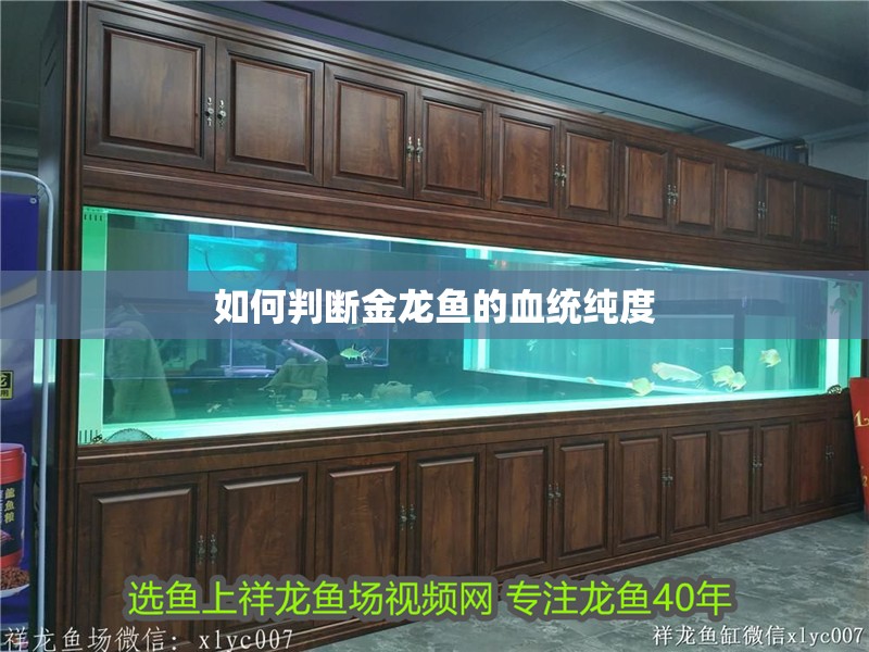 如何判斷金龍魚的血統純度