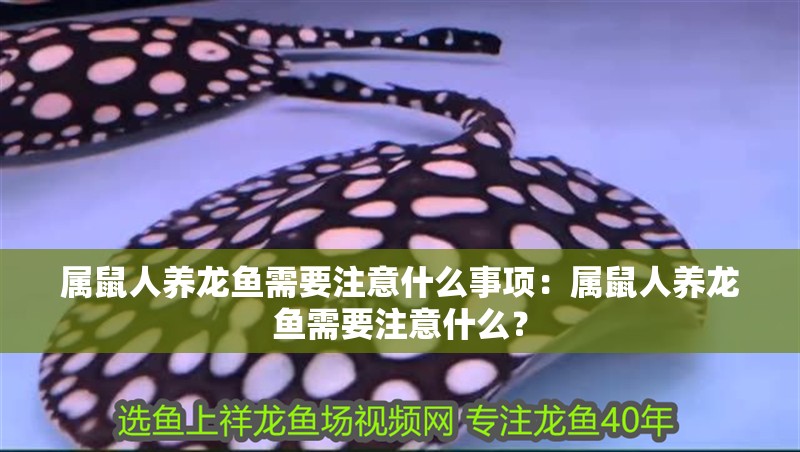 屬鼠人養龍魚需要注意什么事項：屬鼠人養龍魚需要注意什么？