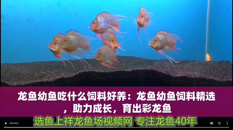 龍魚幼魚吃什么飼料好養：龍魚幼魚飼料精選，助力成長，育出彩龍魚