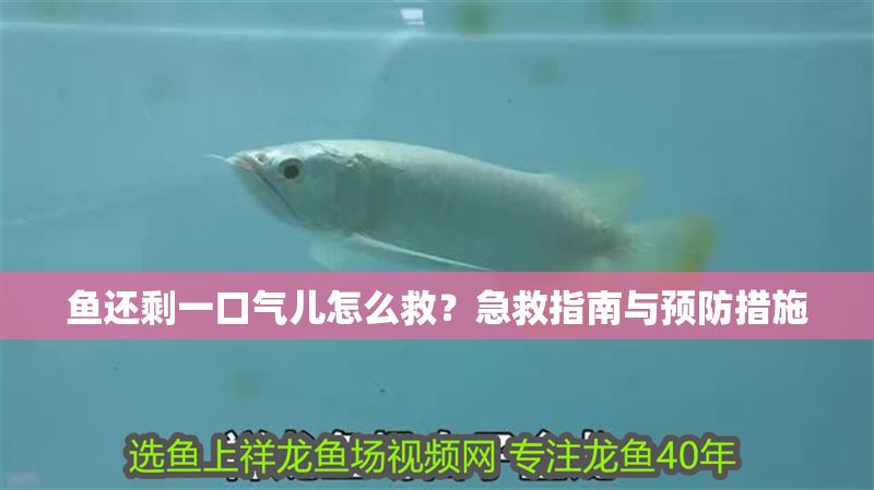 魚還剩一口氣兒怎么救？急救指南與預防措施
