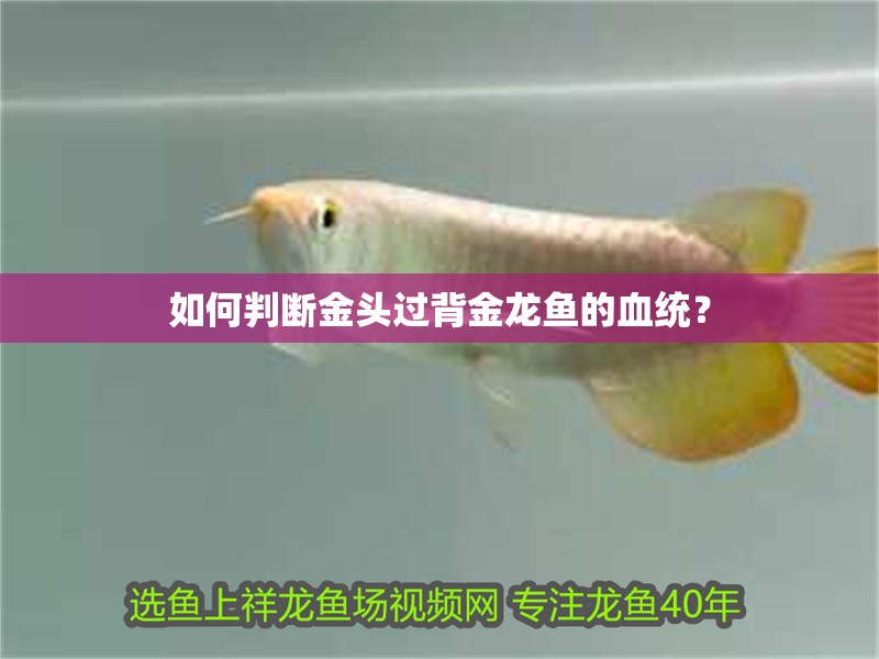 如何判斷金頭過(guò)背金龍魚(yú)的血統(tǒng)？ 如何判斷金頭過(guò)背金龍魚(yú)的血統(tǒng)？ 龍魚(yú)百科