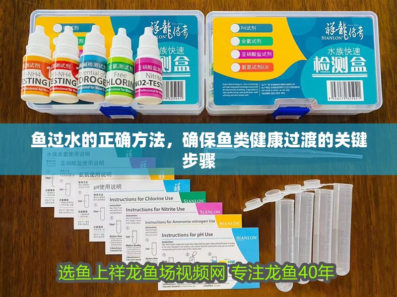 魚過水的正確方法，確保魚類健康過渡的關鍵步驟