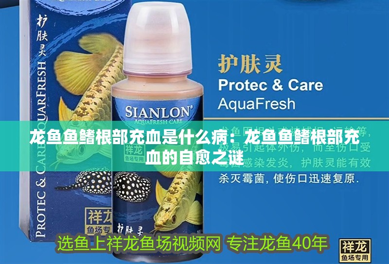 龍魚魚鰭根部充血是什么病：龍魚魚鰭根部充血的自愈之謎 龍魚魚鰭根部充血是什么?。糊堲~魚鰭根部充血的自愈之謎 水族問答
