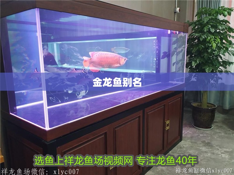 金龍魚別名