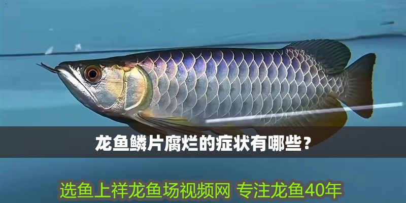 藍色的龍魚叫什么（藍色龍魚的日常護理方法藍色龍魚的繁殖要點）