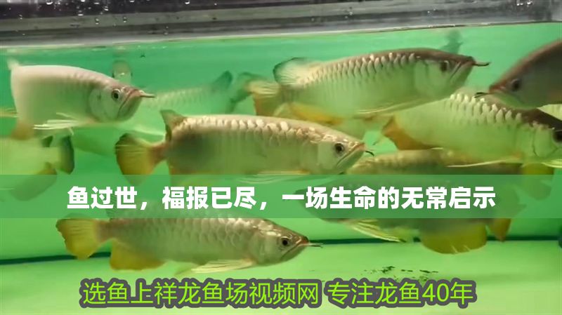 魚過世，福報已盡，一場生命的無常啟示