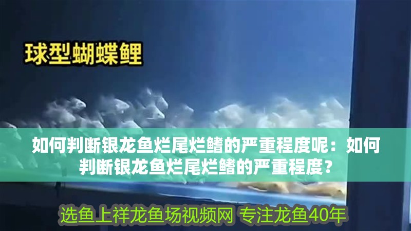如何判斷銀龍魚爛尾爛鰭的嚴(yán)重程度呢：如何判斷銀龍魚爛尾爛鰭的嚴(yán)重程度？