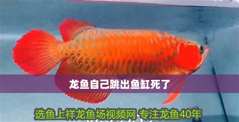 龍魚自己跳出魚缸死了 龍魚自己跳出魚缸死了 龍魚百科