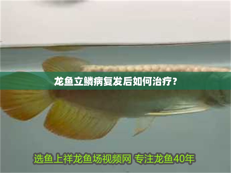 龍魚立鱗病復(fù)發(fā)后如何治療？