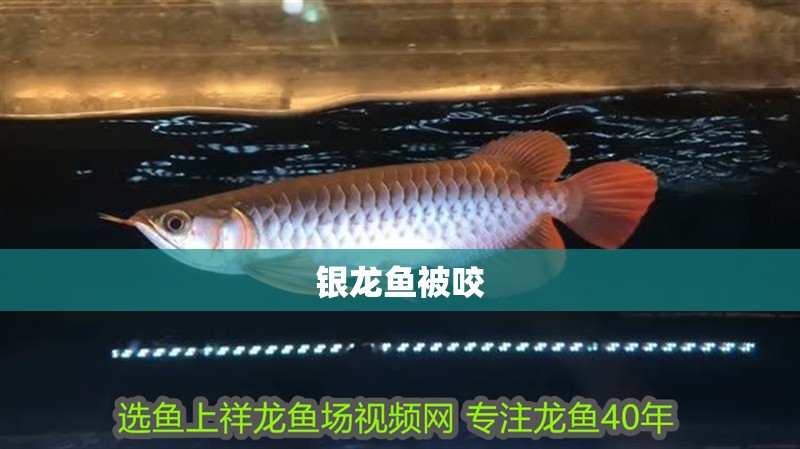 銀龍魚被咬