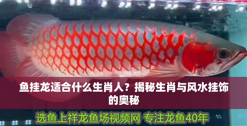 魚掛龍適合什么生肖人？揭秘生肖與風水掛飾的奧秘