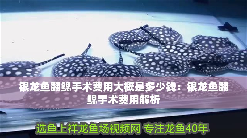 銀龍魚翻鰓手術費用大概是多少錢：銀龍魚翻鰓手術費用解析