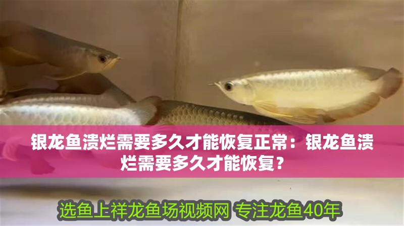 銀龍魚潰爛需要多久才能恢復正常：銀龍魚潰爛需要多久才能恢復？