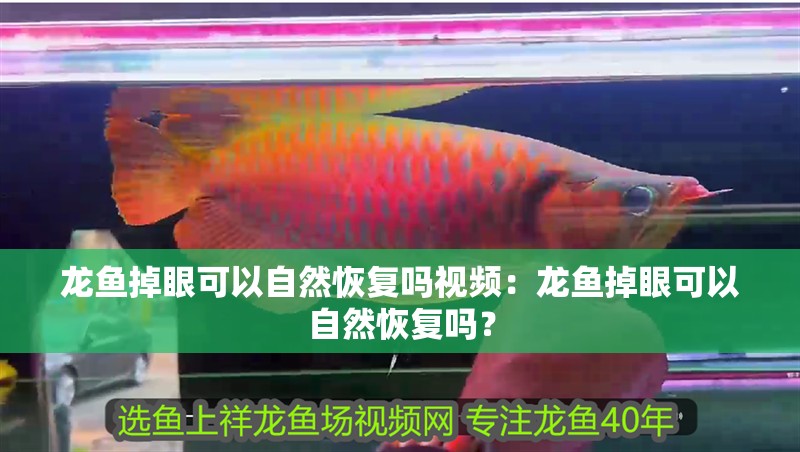 龍魚掉眼可以自然恢復嗎視頻：龍魚掉眼可以自然恢復嗎？