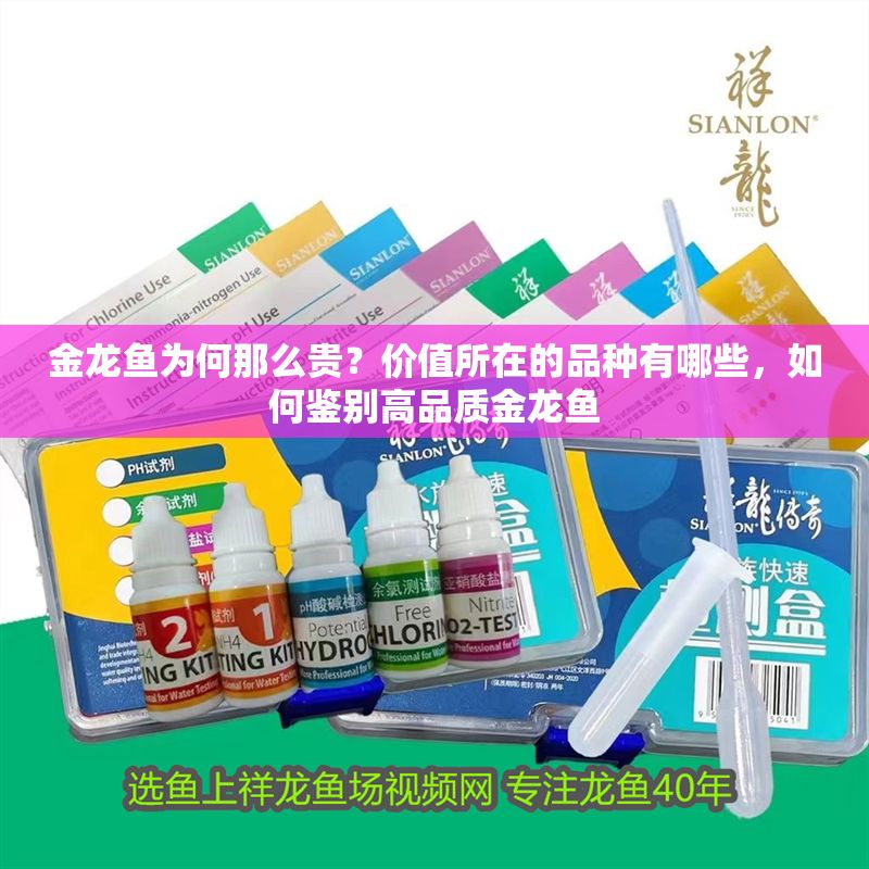 金龍魚為何那么貴？價值所在的品種有哪些，如何鑒別高品質(zhì)金龍魚