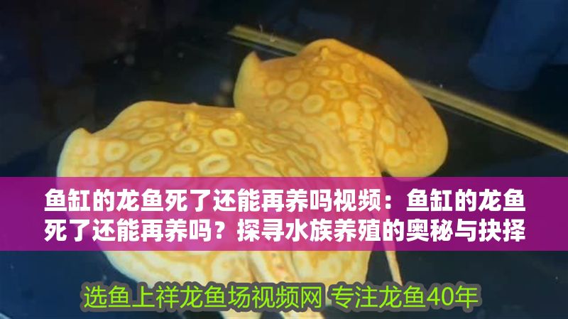 魚缸的龍魚死了還能再養嗎視頻：魚缸的龍魚死了還能再養嗎？探尋水族養殖的奧秘與抉擇