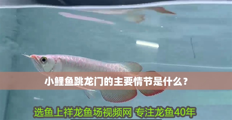 小鯉魚跳龍門的主要情節(jié)是什么？