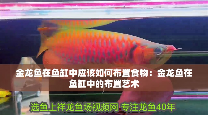 金龍魚在魚缸中應(yīng)該如何布置食物：金龍魚在魚缸中的布置藝術(shù)