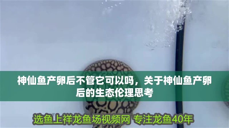 神仙魚產(chǎn)卵后不管它可以嗎，關(guān)于神仙魚產(chǎn)卵后的生態(tài)倫理思考