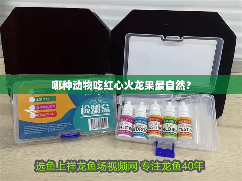 哪種動物吃紅心火龍果最自然？ 哪種動物吃紅心火龍果最自然？ 龍魚百科