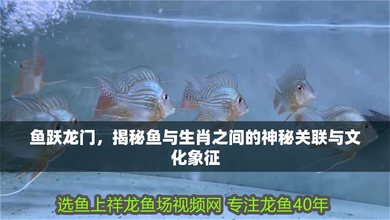 魚躍龍門，揭秘魚與生肖之間的神秘關聯與文化象征