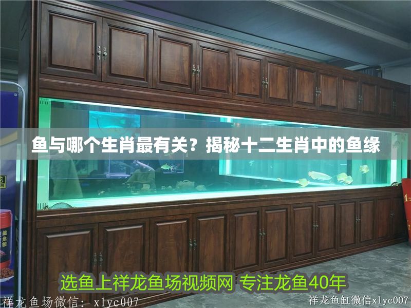 魚與哪個(gè)生肖最有關(guān)？揭秘十二生肖中的魚緣