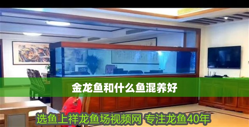 金龍魚和什么魚混養好