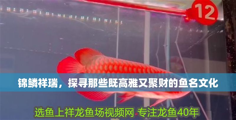 錦鱗祥瑞，探尋那些既高雅又聚財的魚名文化 錦鱗祥瑞，探尋那些既高雅又聚財的魚名文化 龍魚百科 第1張