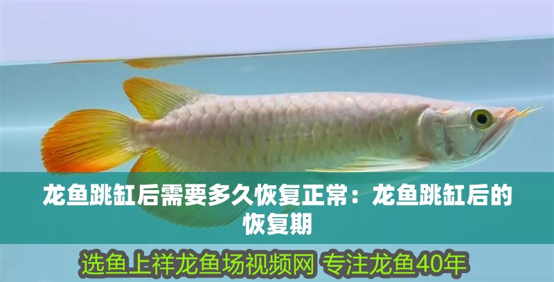 龍魚跳缸后需要多久恢復(fù)正常：龍魚跳缸后的恢復(fù)期