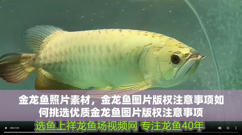 金龍魚照片素材，金龍魚圖片版權注意事項如何挑選優質金龍魚圖片版權注意事項 金龍魚照片素材，金龍魚圖片版權注意事項如何挑選優質金龍魚圖片版權注意事項 龍魚百科 第2張