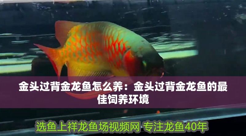 金頭過背金龍魚怎么養(yǎng)：金頭過背金龍魚的最佳飼養(yǎng)環(huán)境