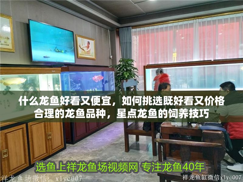 什么龍魚好看又便宜，如何挑選既好看又價格合理的龍魚品種，星點龍魚的飼養(yǎng)技巧 什么龍魚好看又便宜，如何挑選既好看又價格合理的龍魚品種，星點龍魚的飼養(yǎng)技巧 龍魚百科 第2張