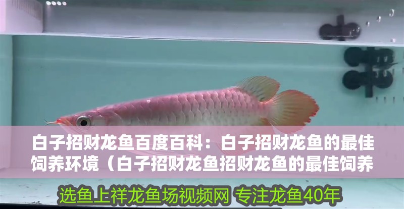 白子招財龍魚百度百科：白子招財龍魚的最佳飼養環境（白子招財龍魚招財龍魚的最佳飼養環境包括適宜的溫度）
