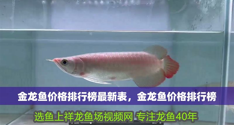 金龍魚價格排行榜最新表，金龍魚價格排行榜