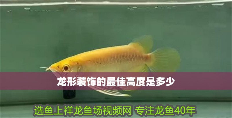 龍形裝飾的最佳高度是多少